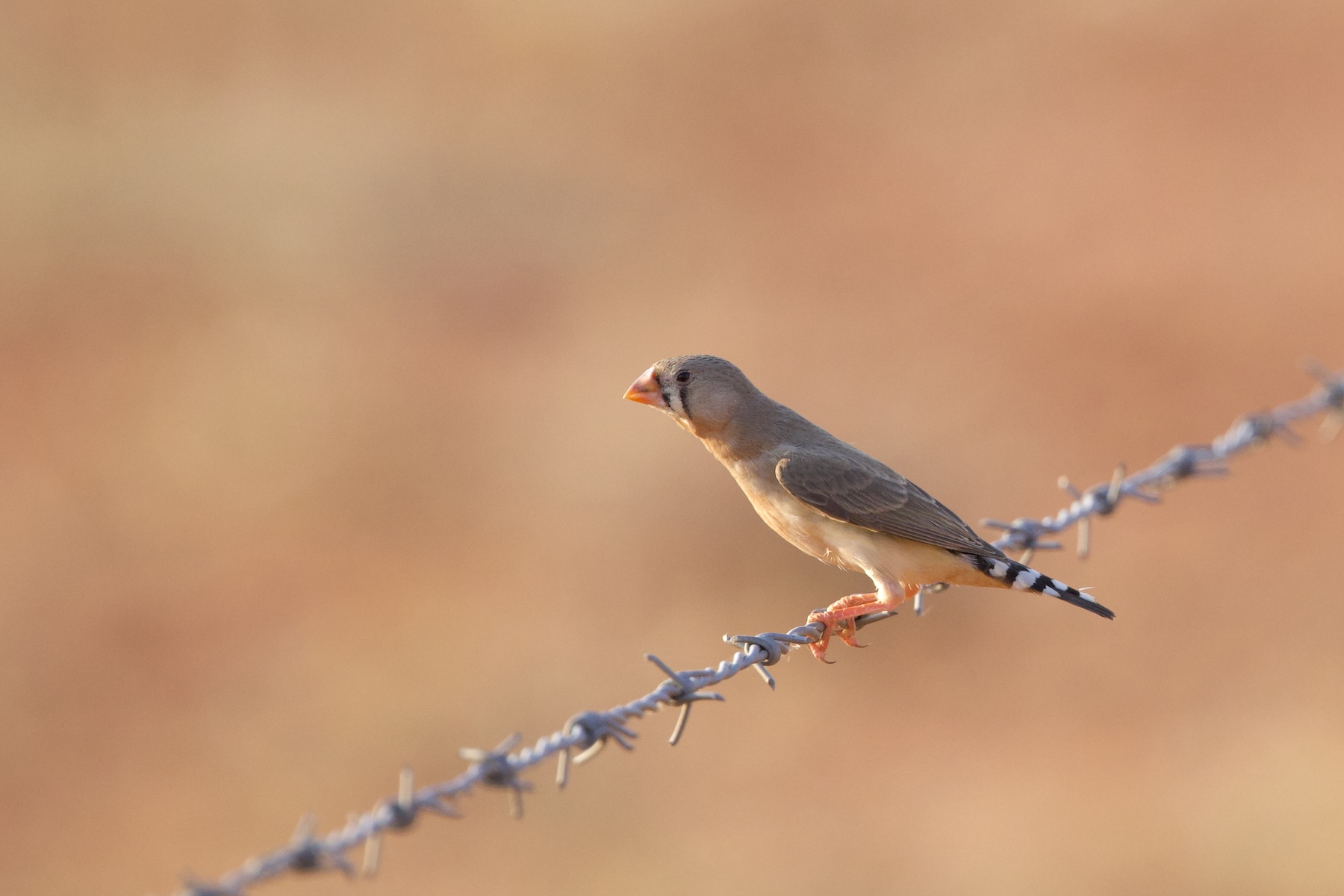 Zebra Finch (image by Michael Greenshields)