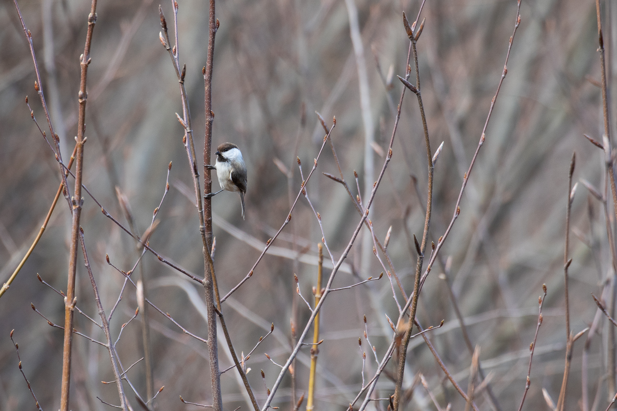 Caspian Tit (image by Diedert Koppenol)