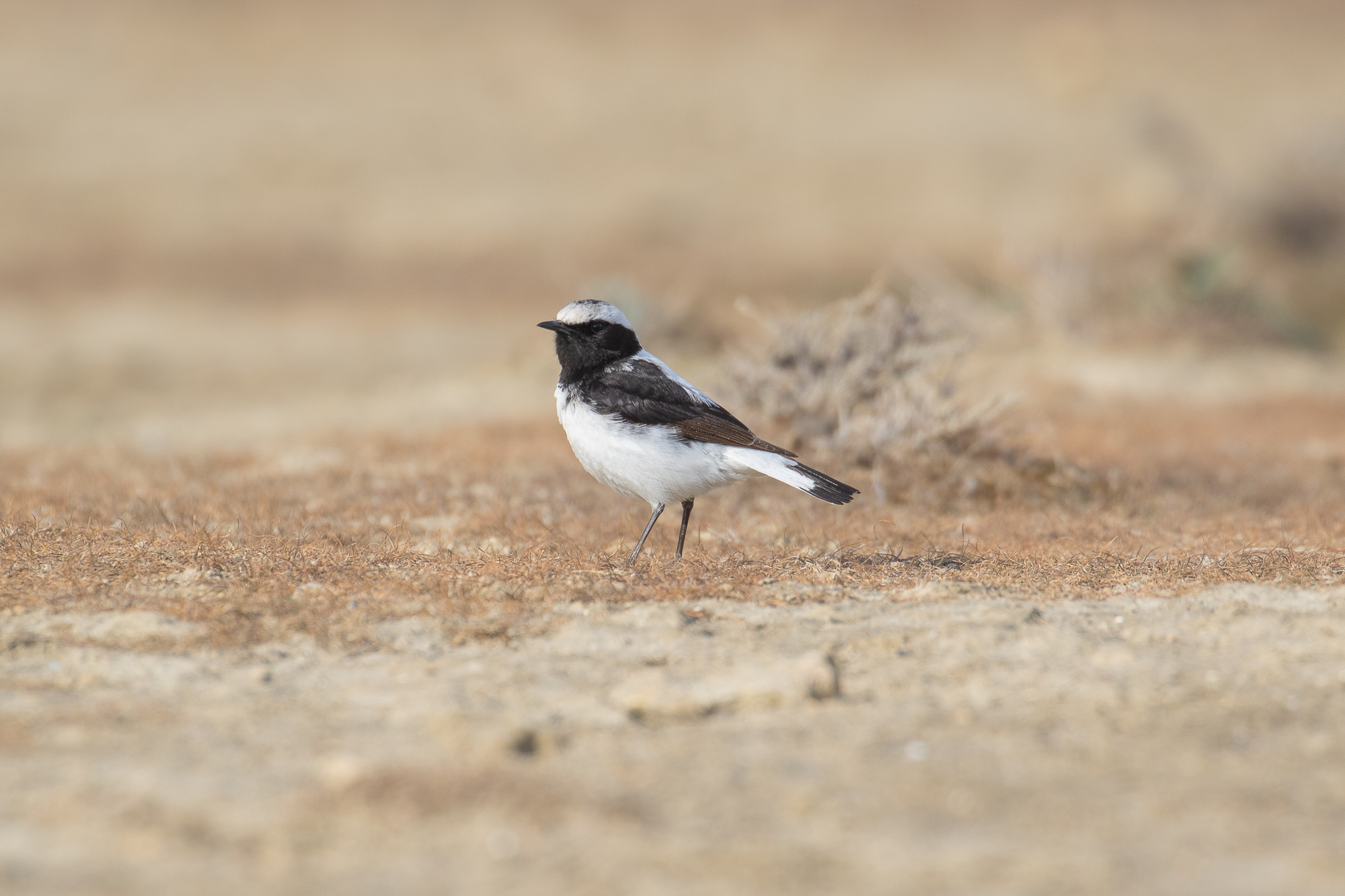 Finsch's Wheatear (image by Diedert Koppenol)