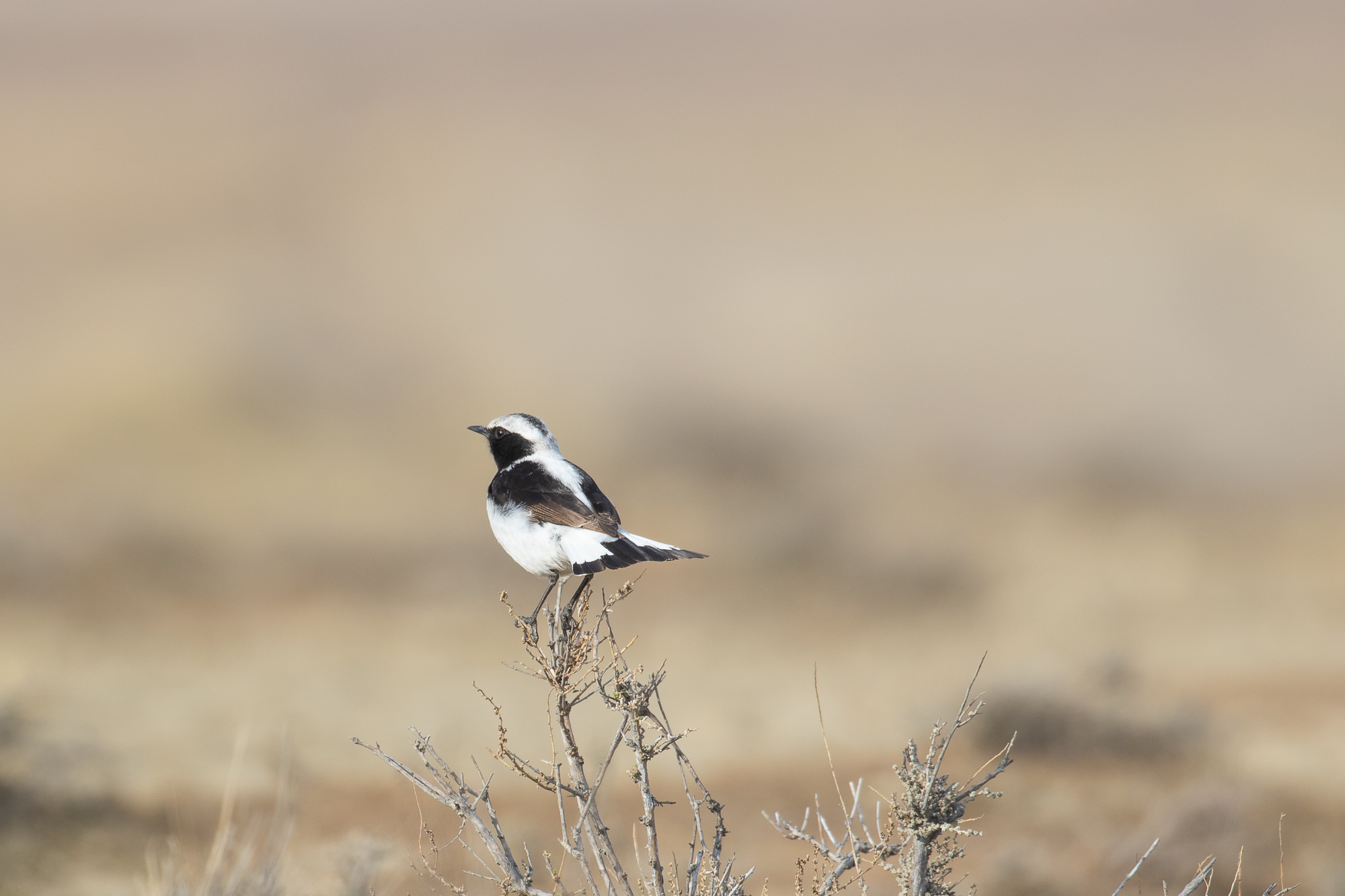 Finsch's Wheatear (image by Diedert Koppenol)