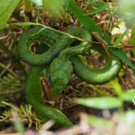Large-scaled Pit Viper (image by Dave Farrow)