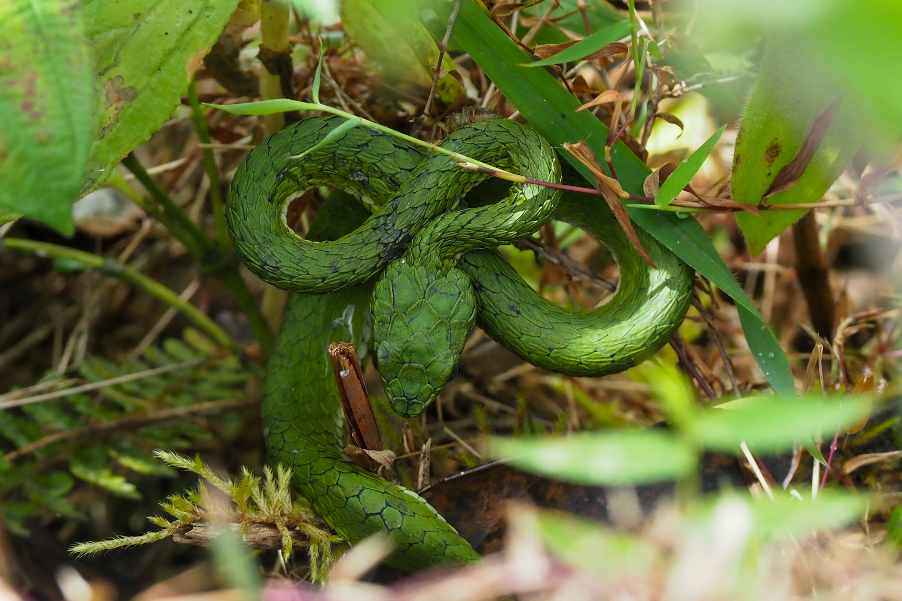 Large-scaled Pit Viper (image by Dave Farrow)