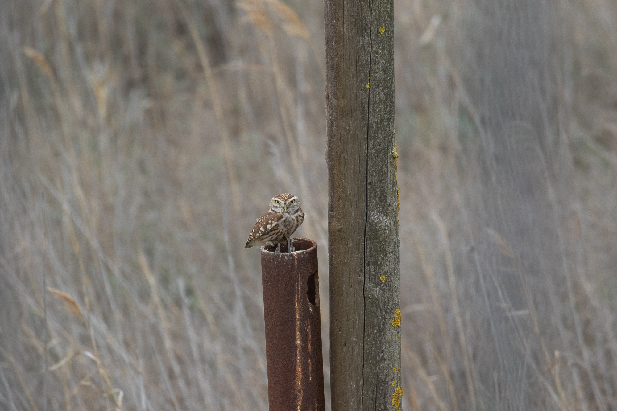 Little Owl (image by Diedert Koppenol)