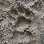 Tiger Footprint (image by Dave Farrow)