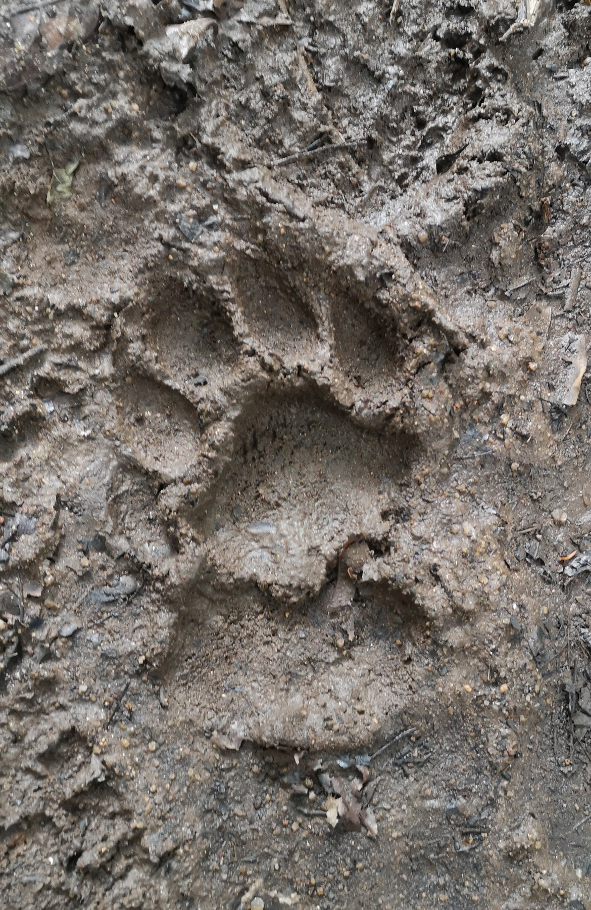 Tiger Footprint (image by Dave Farrow)