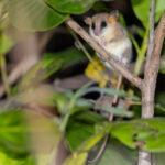 Agile Gracile Opossum (image by Pete Morris)