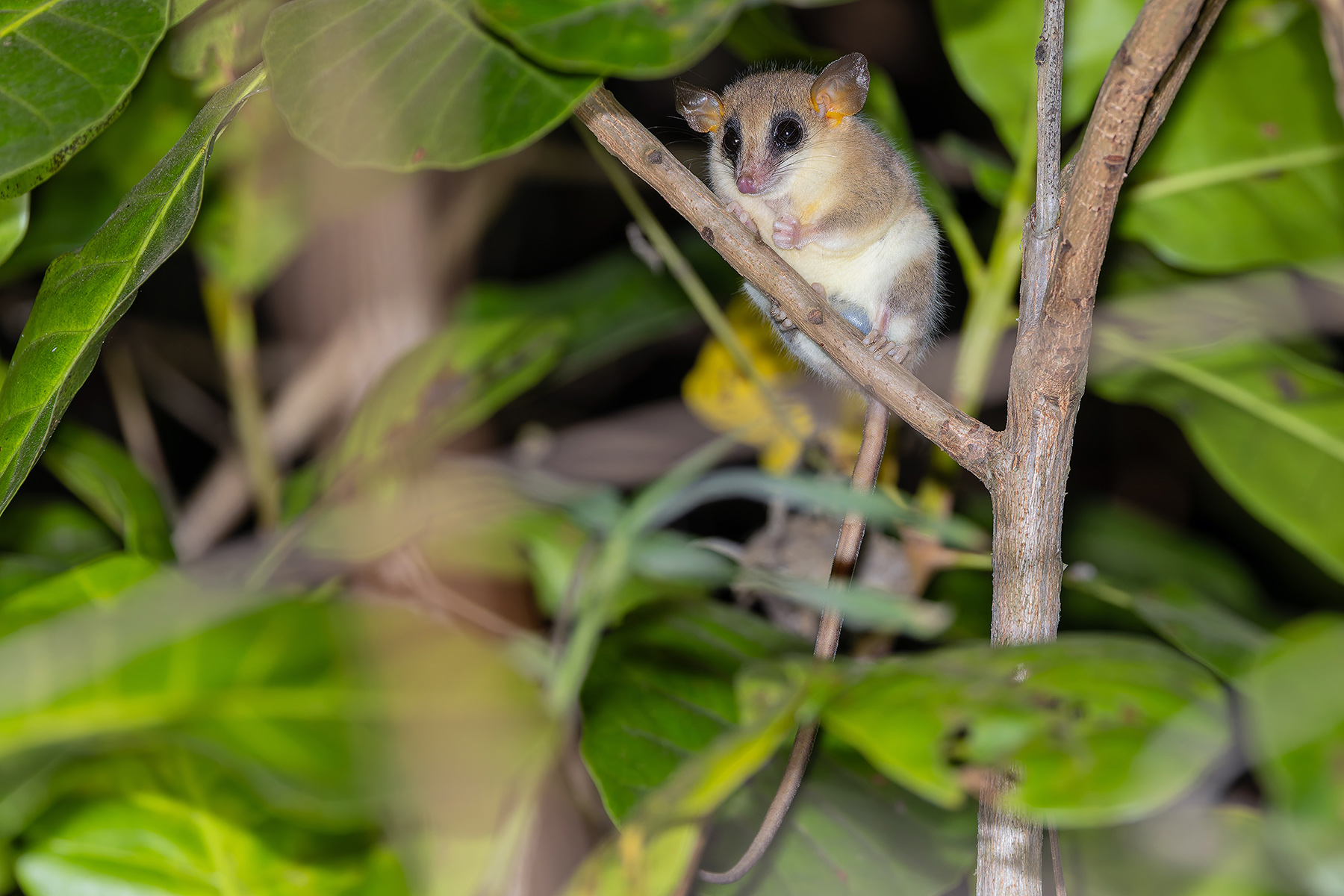 Agile Gracile Opossum (image by Pete Morris)