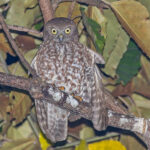 Alor Boobook (image by Pete Morris)