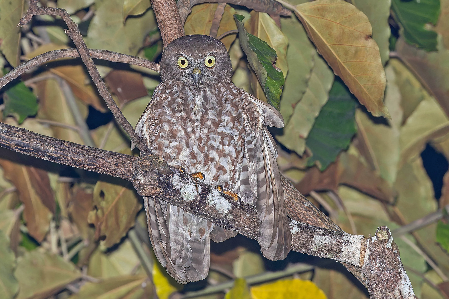 Alor Boobook (image by Pete Morris)