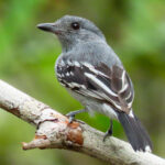 Amazonian Antshrike (image by Keith Betton)