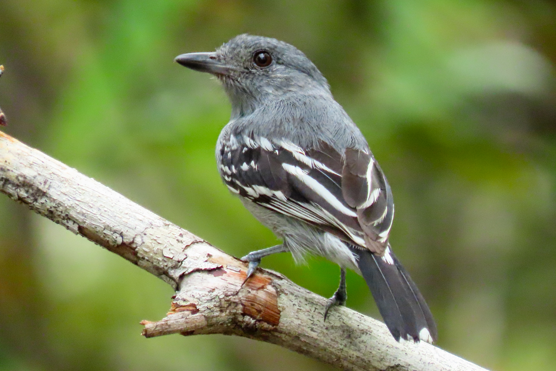 Amazonian Antshrike (image by Keith Betton)