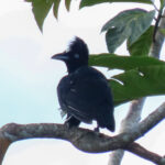 Amazonian Umbrellabird (image by Keith Betton)