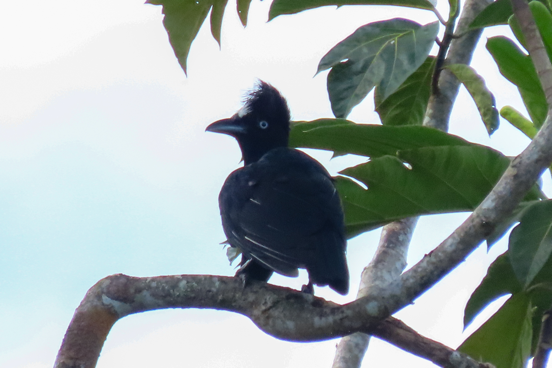 Amazonian Umbrellabird (image by Keith Betton)