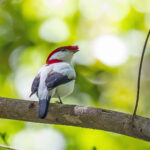 Araripe Manakin (image by Pete Morris)
