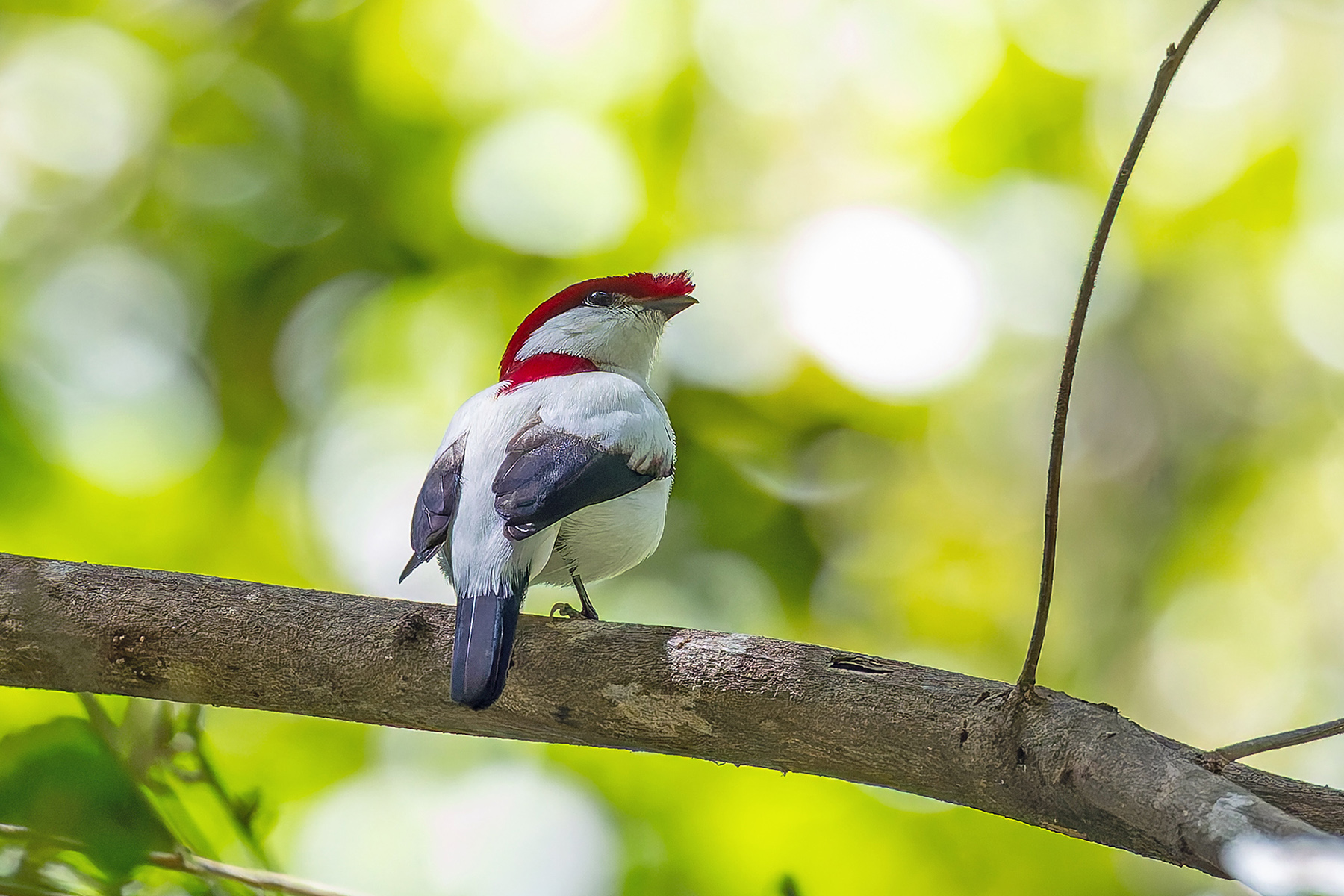 Araripe Manakin (image by Pete Morris)