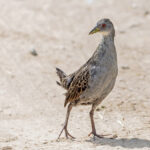 Ash-throated Crake (image by Pete Morris)