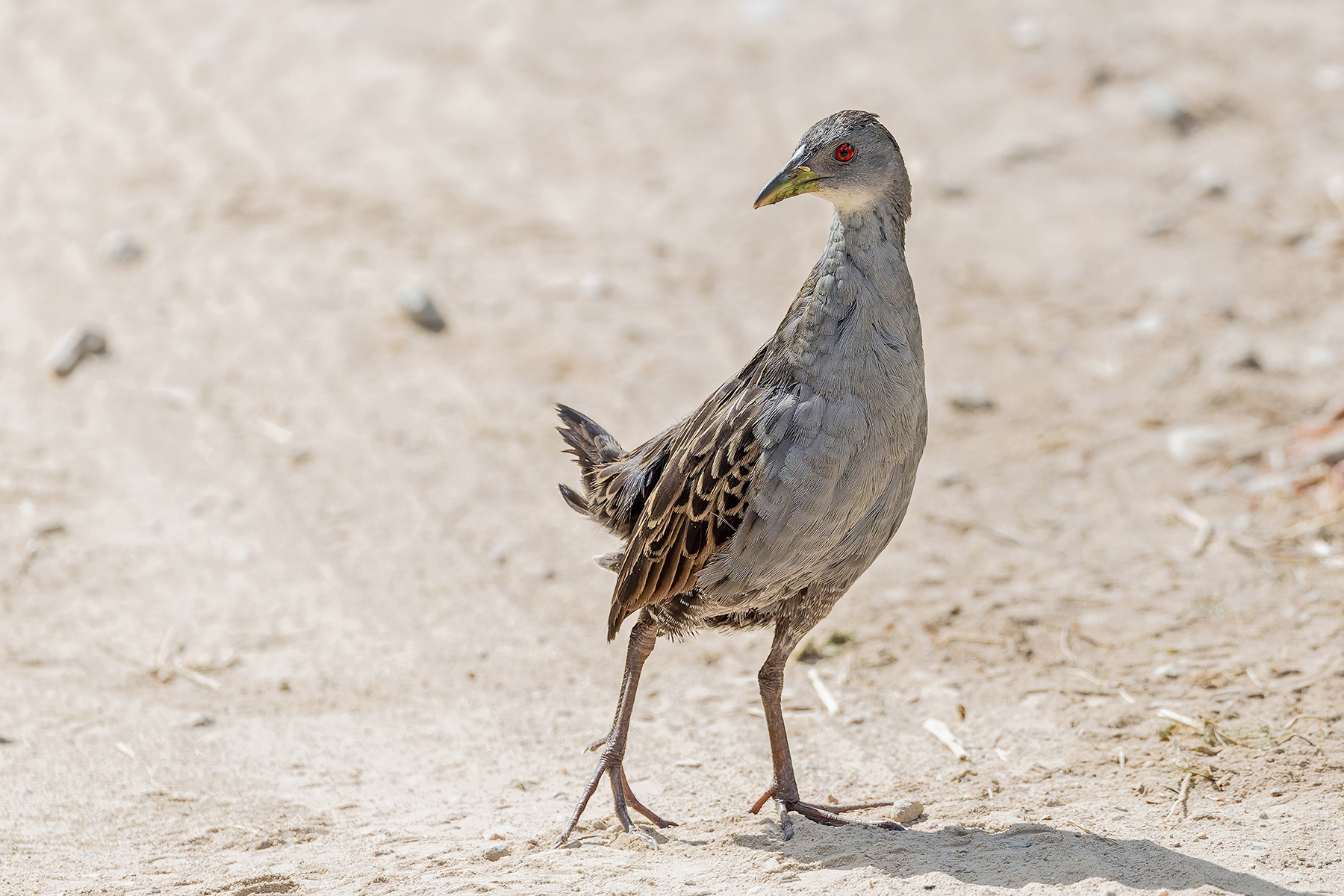 Ash-throated Crake (image by Pete Morris)
