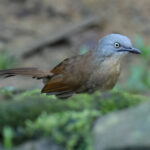 Ashy-headed Laughingthrush (image by Vincent van der Spek)