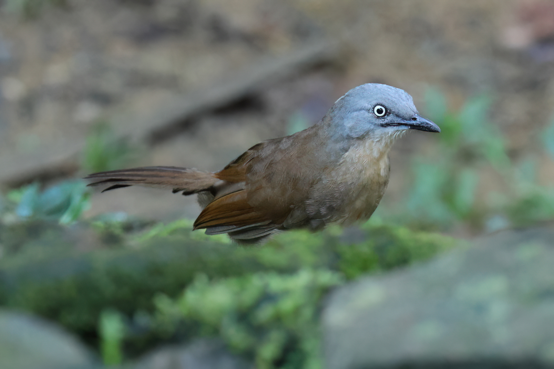 Ashy-headed Laughingthrush (image by Vincent van der Spek)