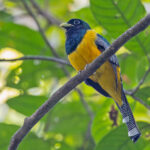 Atlantic Black-throated Trogon (image by Pete Morris)