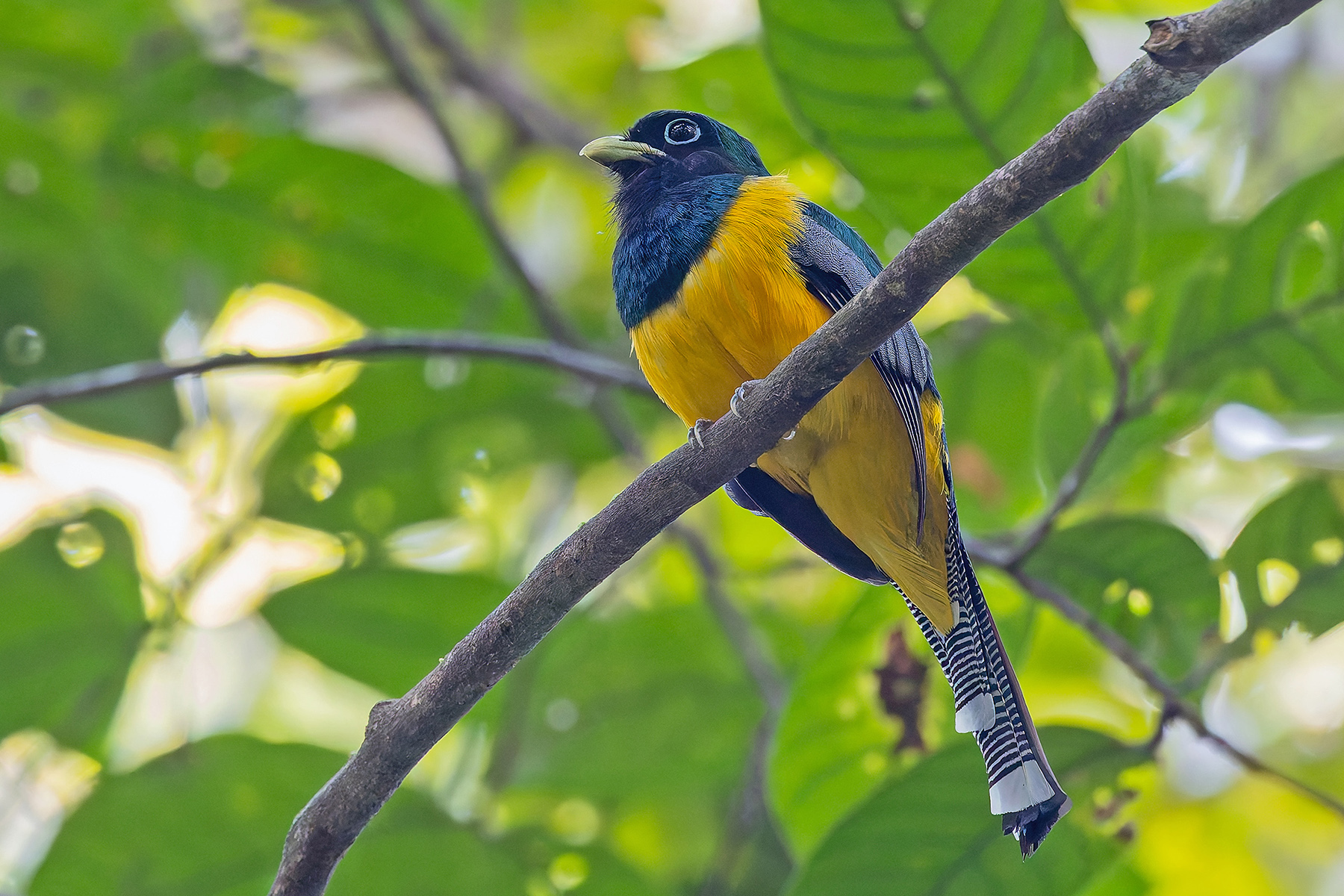 Atlantic Black-throated Trogon (image by Pete Morris)
