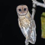 Australasian Masked Owl (Tanimbar) (image by Pete Morris)