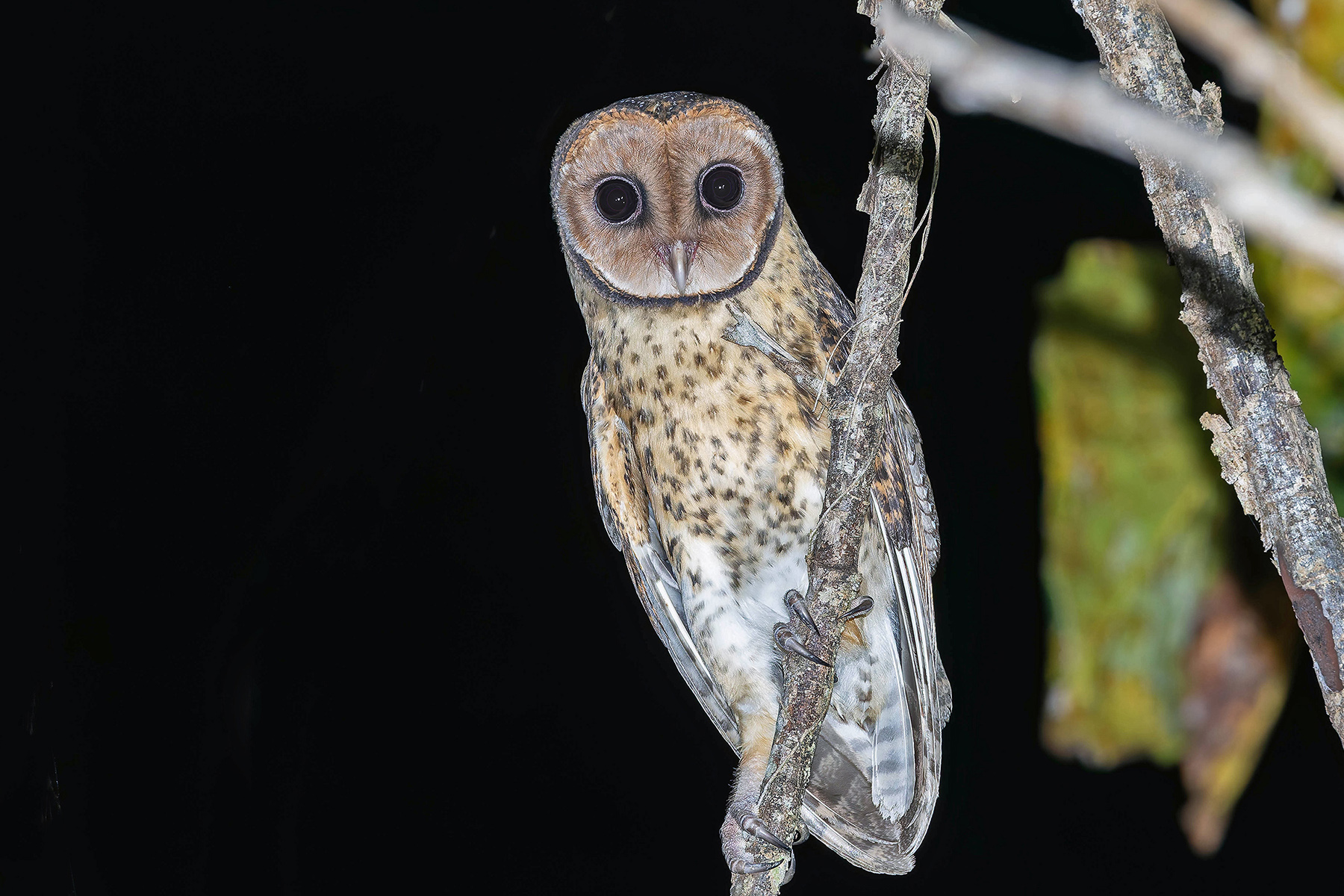 Australasian Masked Owl (Tanimbar) (image by Pete Morris)