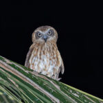 Australian Boobook (Leti) (image by Pete Morris)