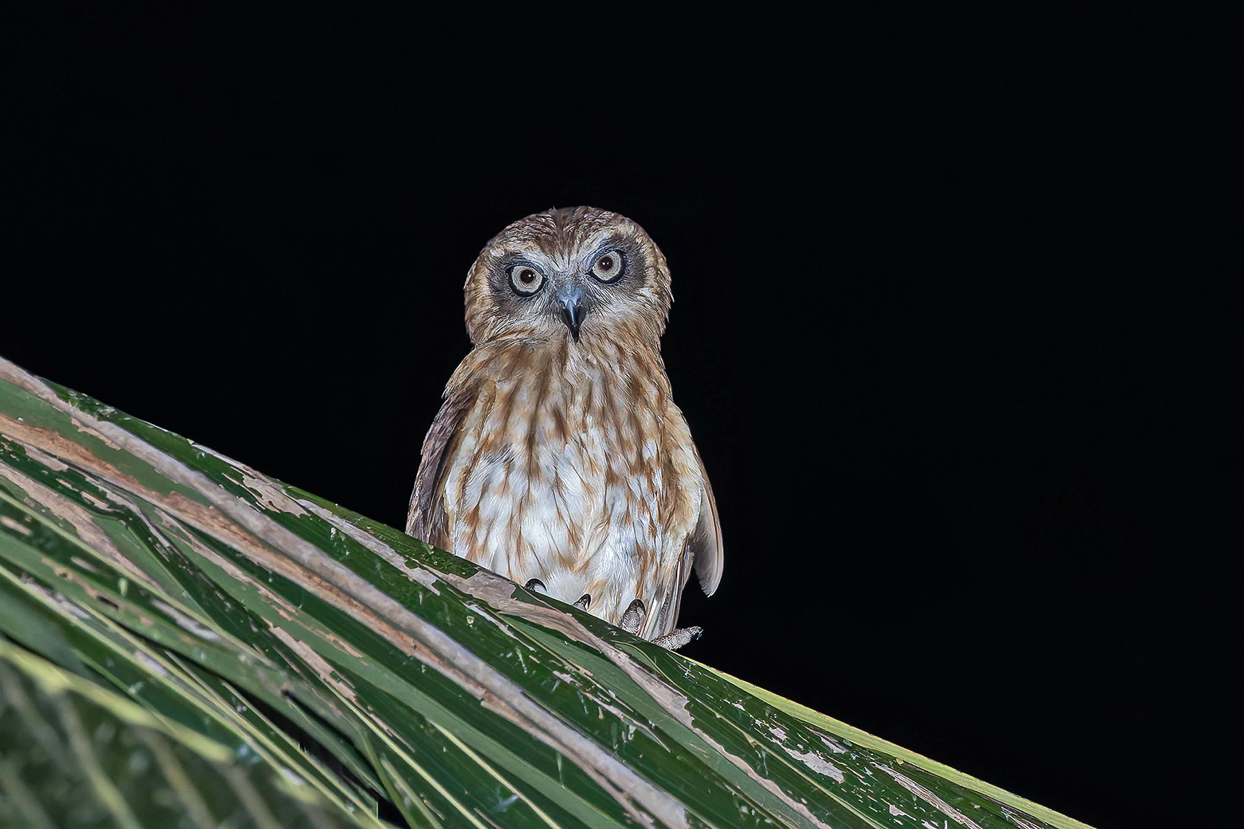 Australian Boobook (Leti) (image by Pete Morris)
