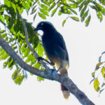 Azure-naped Jay (image by Keith Betton)