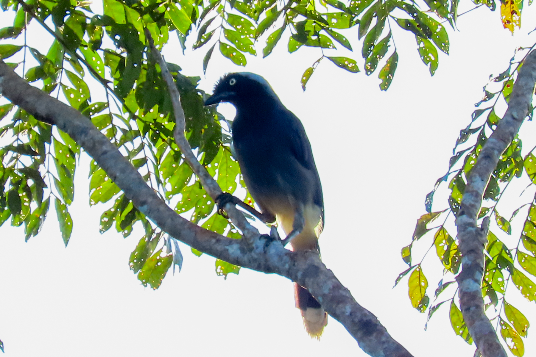 Azure-naped Jay (image by Keith Betton)