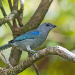 Azure-shouldered Tanager (image by Pete Morris)