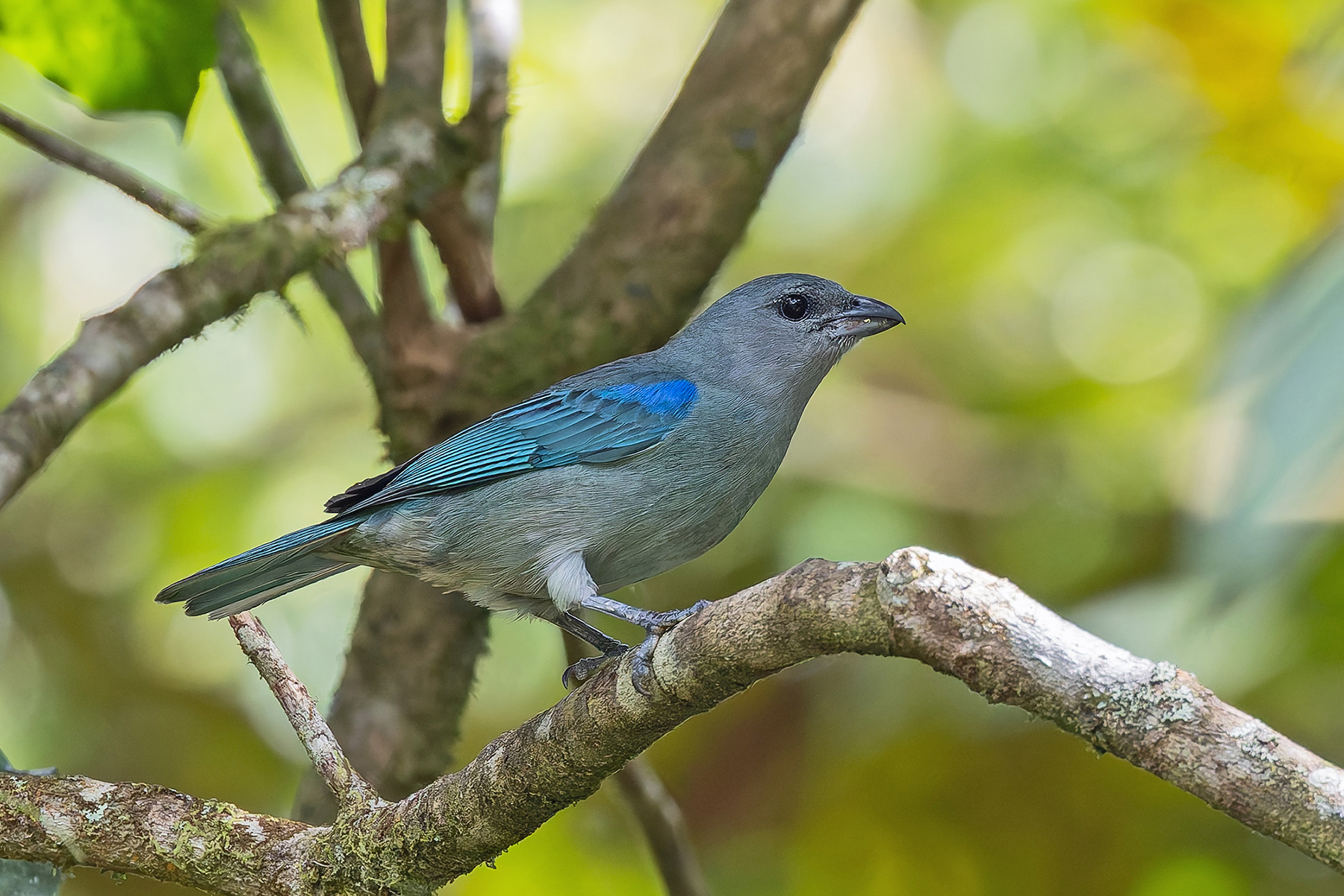Azure-shouldered Tanager (image by Pete Morris)