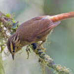 Bahia Treehunter (image by Pete Morris)