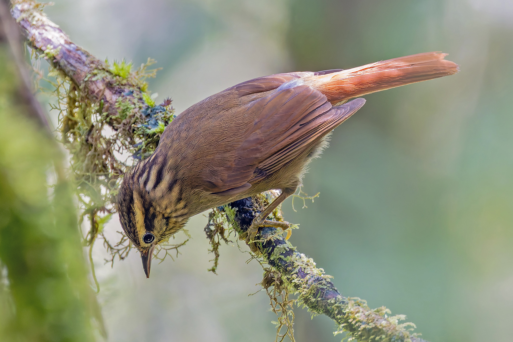 Bahia Treehunter (image by Pete Morris)