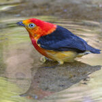 Band-tailed Manakin (image by Pete Morris)