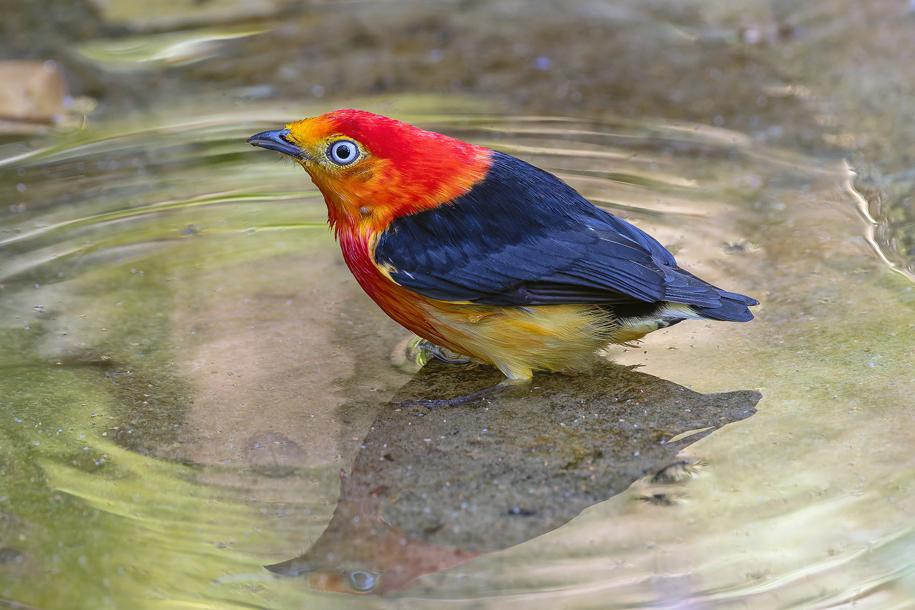 Band-tailed Manakin (image by Pete Morris)