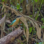 Banda Sea Pitta (image by Pete Morris)