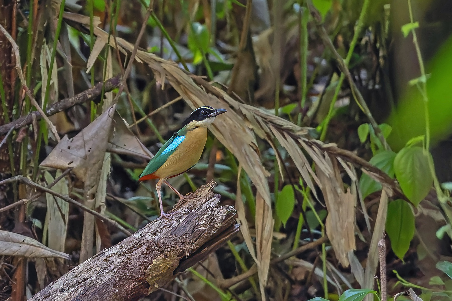 Banda Sea Pitta (image by Pete Morris)