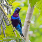 Banded Cotinga (image by Pete Morris)