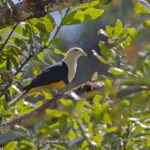 Banded Fruit Dove (image by Pete Morris)