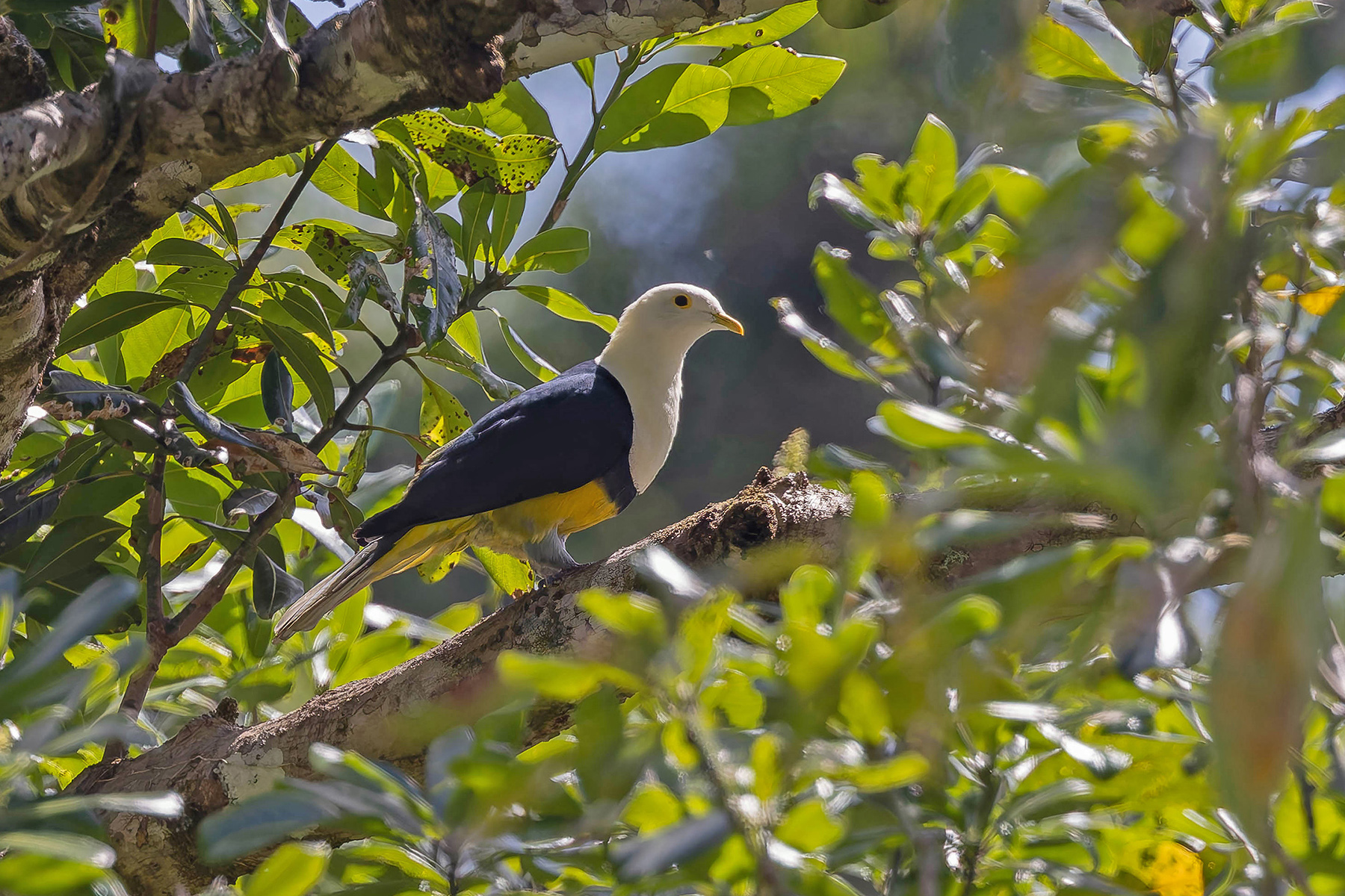 Banded Fruit Dove (image by Pete Morris)