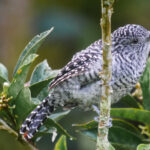 Bar-crested Antshrike (image by Oliver Slessor)