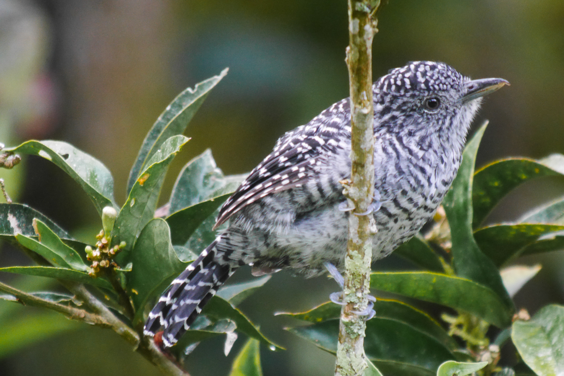 Bar-crested Antshrike (image by Oliver Slessor)
