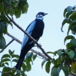 Bare-necked Fruitcrow (image by Keith Betton)