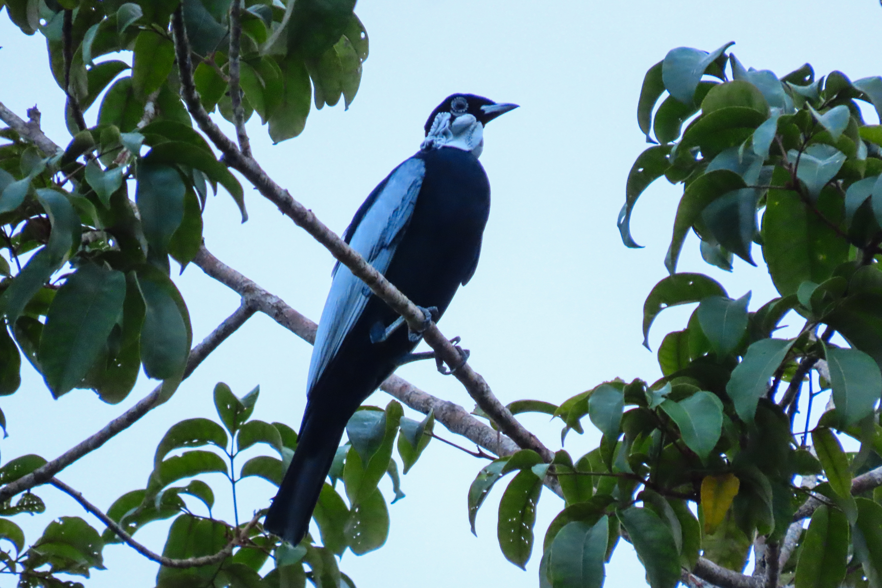 Bare-necked Fruitcrow (image by Keith Betton)