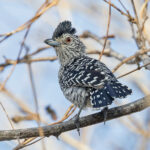 Barred Antshrike (Caatinga) (image by Pete Morris)