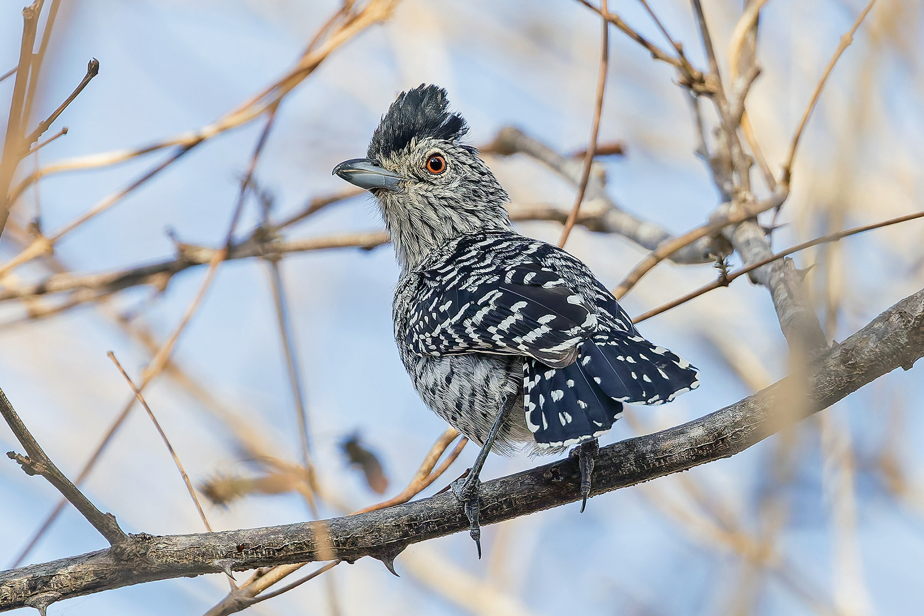 Barred Antshrike (Caatinga) (image by Pete Morris)