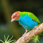 Bay-headed Tanager (image by Keith Betton)