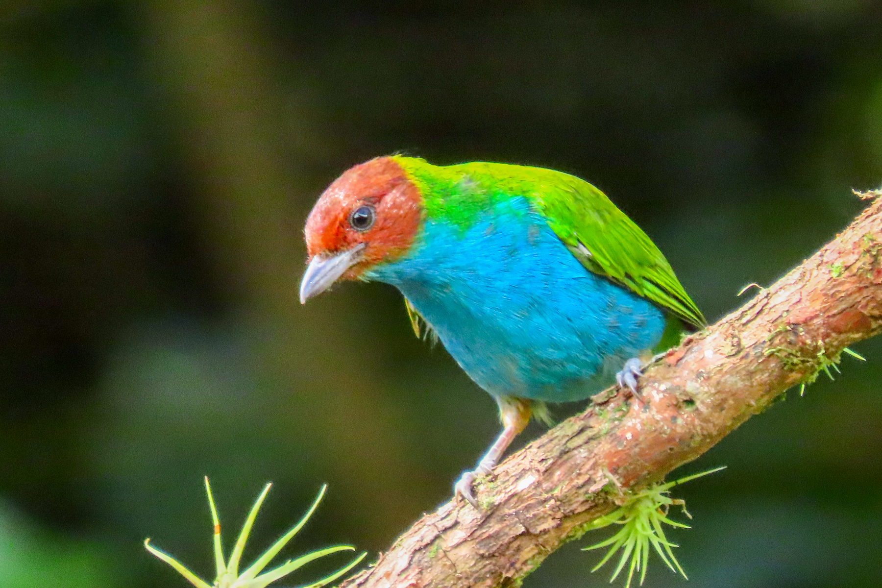 Bay-headed Tanager (image by Keith Betton)